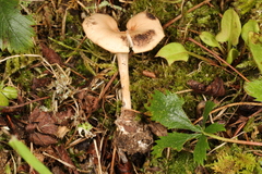 Pseudoomphalina intermedia