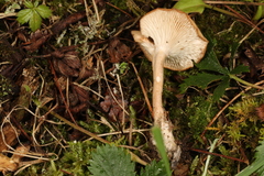 Pseudoomphalina intermedia