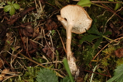 Pseudoomphalina intermedia