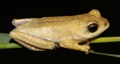 Hyperolius parallelus