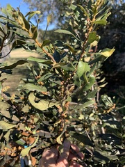 Morella cerifera image