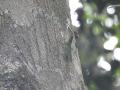 Anolis distichus