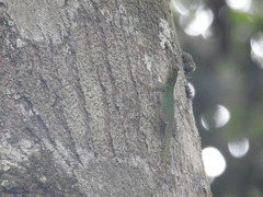 Anolis distichus