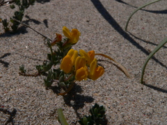 Lotus cytisoides