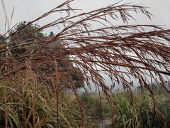 Themeda
