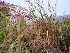 Themeda