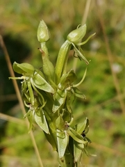 Habenaria pumila