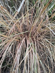 Themeda
