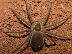 Nilus margaritatus