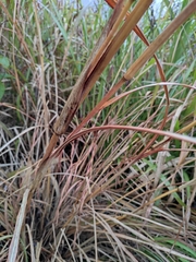Themeda