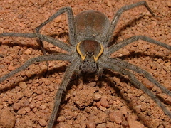 Nilus margaritatus