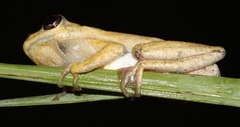 Hyperolius parallelus