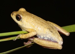 Hyperolius parallelus