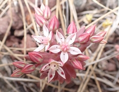 Sedum rubens