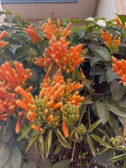 Pyrostegia