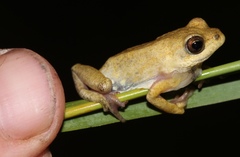 Hyperolius parallelus