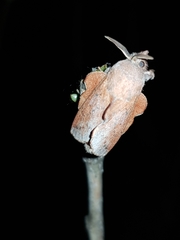 Phyllodesma tremulifolia