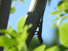 Anolis distichus