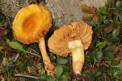 Cortinarius lewisii