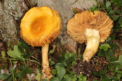 Cortinarius lewisii