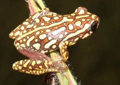 Hyperolius parallelus