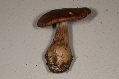 Cortinarius scaurus