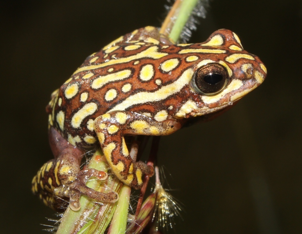 Angolan Reed Frog (Hyperolius parallelus)