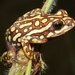 Angolan Reed Frog - Photo (c) Alex Rebelo, some rights reserved (CC BY-NC), uploaded by Alex Rebelo