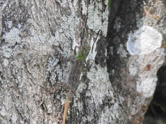 Anolis distichus