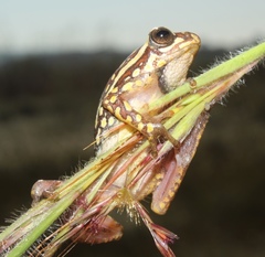 Hyperolius parallelus
