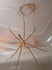 Euprosthenops
