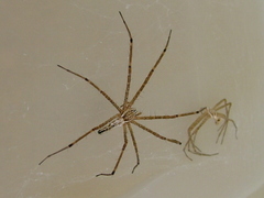 Euprosthenops