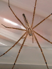 Euprosthenops