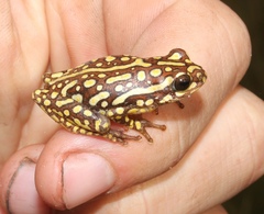 Hyperolius parallelus