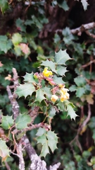 Berberis alpina