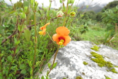 Alonsoa meridionalis