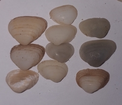 Striarca lactea