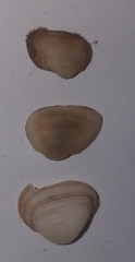 Striarca lactea
