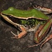 צפרדעיים - Photo (c) Alex Rebelo,  זכויות יוצרים חלקיות (CC BY-NC)
