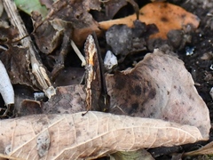 Pedaliodes symmachus