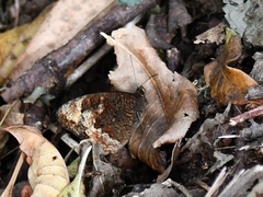 Pedaliodes symmachus