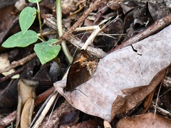 Pedaliodes symmachus