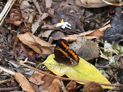 Pedaliodes symmachus