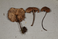 Collybiopsis dichroa