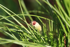 Chlorotabanus crepuscularis