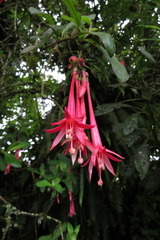 Fuchsia ayavacensis