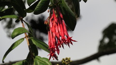 Fuchsia ayavacensis
