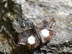 Theagenes albiplaga