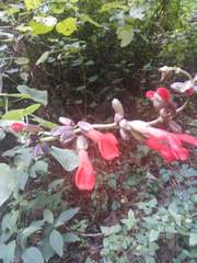 Salvia fulgens