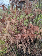 Liquidambar formosana